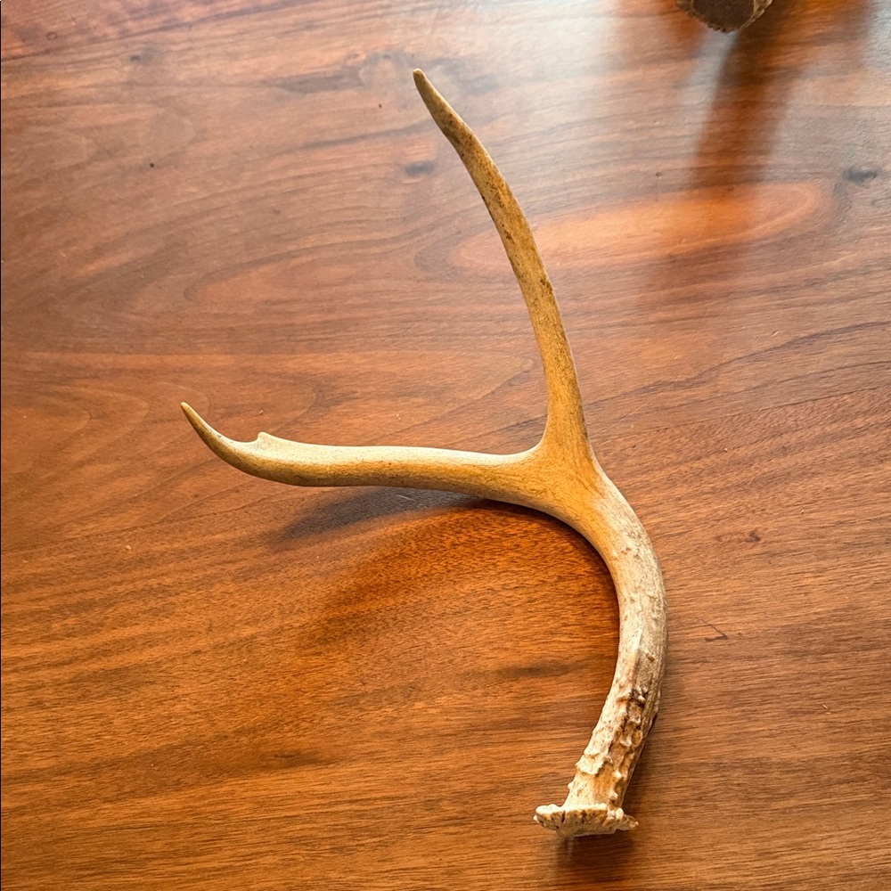 Small Whitetail Deer Antler Decor